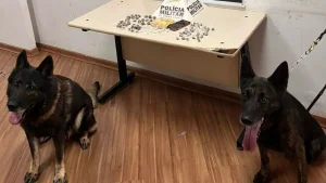 Nova Serrana: Com ajuda de c&atilde;es farejadores, drogas s&atilde;o localizadas com mulher