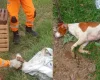 Cachorro cai em buraco e é resgatado pelos Bombeiros em Oliveira