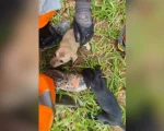 Os bombeiros de Divin&oacute;polis resgataram na manh&atilde; desta ter&ccedil;a-feira (26) seis filhotes de c&atilde;es presos em uma eros&atilde;o no fundo de uma casa na Rua Alonso Epif&acirc;nio, no bairro Jusa Fonseca.