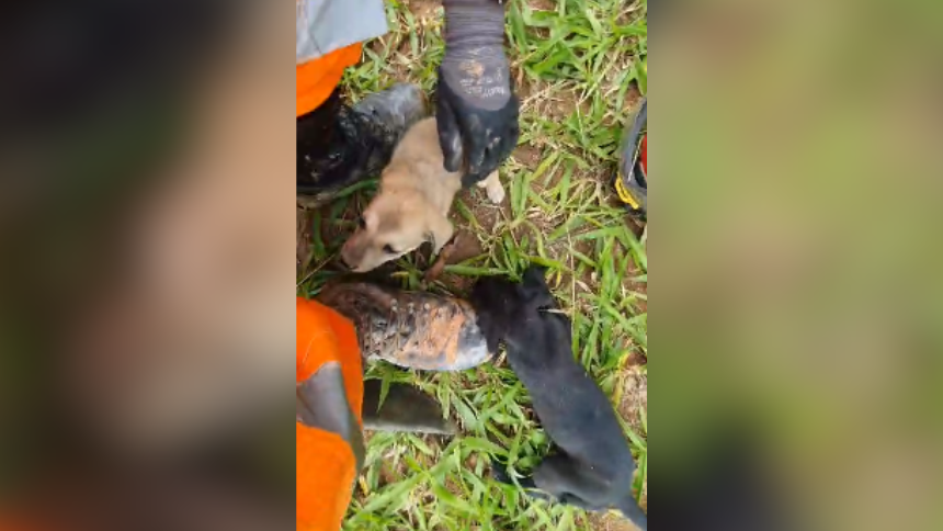Os bombeiros de Divinópolis resgataram na manhã desta terça-feira (26) seis filhotes de cães presos em uma erosão no fundo de uma casa na Rua Alonso Epifânio, no bairro Jusa Fonseca.