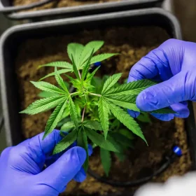 Juiz autoriza farmácia de manipulação a fabricar produtos de cannabis