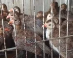 Comerciante é presa por maus tratos a animais