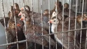 Comerciante &eacute; presa por maus tratos a animais