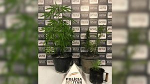 &Aacute;rvore de Natal dos maconheiros &eacute; confiscada pela PM em Divin&oacute;polis