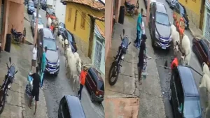 Oliveira: Boi ataca homem durante celebra&ccedil;&atilde;o de S&atilde;o Sebasti&atilde;o