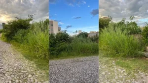 Morador reclama de mato alto em lote vago no bairro Santa Clara