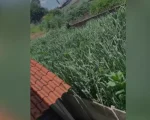 Moradores reclamam de lote sujo, infestação de bichos e cobram providências da Prefeitura
