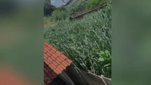 Moradores reclamam de lote sujo, infesta&ccedil;&atilde;o de bichos e cobram provid&ecirc;ncias da Prefeitura