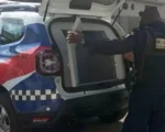 Pará de Minas: Mulher é detida suspeita de tentar arremessar o próprio bebê de 6 meses pela janela