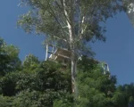A Voz da Comunidade: sem poda, árvores ameaçam cair sobre as construções