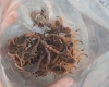 Infestação de escorpiões é registrada em Divinópolis
