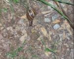 Infestação de caramujos preocupa moradores de Divinópolis