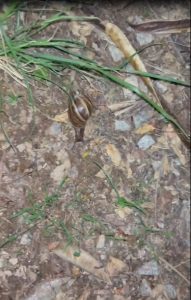 Infestação de caramujos preocupa moradores de Divinópolis