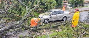 Forte chuva causa queda de &aacute;rvore em Muria&eacute;