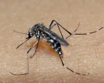 Cidades do Centro-Oeste de Minas estão com alto risco de epidemia de dengue
