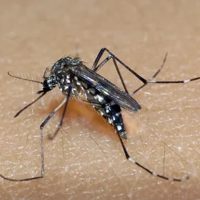 Cidades do Centro-Oeste de Minas estão com alto risco de epidemia de dengue