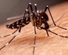 Regional de Saúde de Divinópolis mobiliza esforço contra a dengue e chikungunya