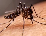 São João del-Rei registra mais de 300 casos positivos de dengue em 25 dias