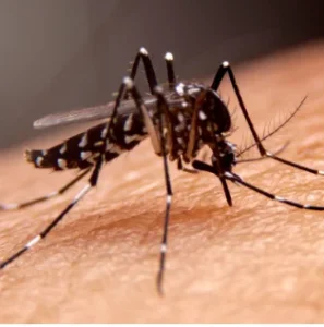 São João del-Rei registra mais de 300 casos positivos de dengue em 25 dias