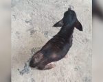 Formiga: Idoso é preso por maus tratos contra animais