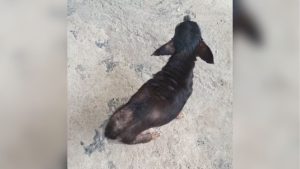 Formiga: Idoso &eacute; preso por maus tratos contra animais