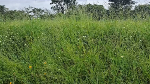 Nesta sexta (02), o Portal MPA recebeu mais uma den&uacute;ncia sobre a situa&ccedil;&atilde;o do cemit&eacute;rio Parque da Colina, em Divin&oacute;polis.
