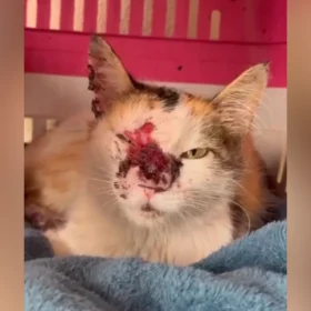 Nesta segunda-feira (05), através das redes sociais, um cidadão divulgou um caso de uma gatinha que sofre com esporotricose.