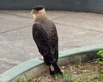 Um chamado para resgate de animal em risco na Praça Dom Cristiano, no Centro de Divinópolis, mobilizou o Corpo de Bombeiros na manhã desta quarta-feira (7).