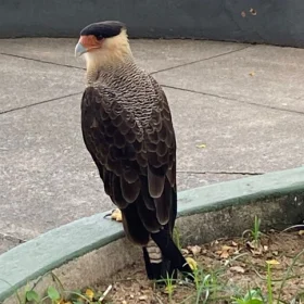 Um chamado para resgate de animal em risco na Praça Dom Cristiano, no Centro de Divinópolis, mobilizou o Corpo de Bombeiros na manhã desta quarta-feira (7).