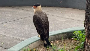 Um chamado para resgate de animal em risco na Pra&ccedil;a Dom Cristiano, no Centro de Divin&oacute;polis, mobilizou o Corpo de Bombeiros na manh&atilde; desta quarta-feira (7).