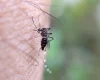 Divinópolis está em alerta contra a dengue, de acordo com a Secretaria Municipal de Saúde, os números tem crescido cada vez mais, preocupando a administração atual e colocando em risco a saúde de toda a população.