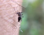 Divinópolis está em alerta contra a dengue, de acordo com a Secretaria Municipal de Saúde, os números tem crescido cada vez mais, preocupando a administração atual e colocando em risco a saúde de toda a população.