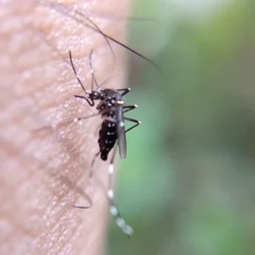 Divinópolis está em alerta contra a dengue, de acordo com a Secretaria Municipal de Saúde, os números tem crescido cada vez mais, preocupando a administração atual e colocando em risco a saúde de toda a população.