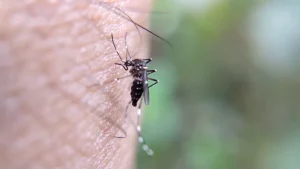Divinópolis está em alerta contra a dengue, de acordo com a Secretaria Municipal de Saúde, os números tem crescido cada vez mais, preocupando a administração atual e colocando em risco a saúde de toda a população.