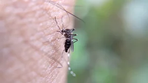 Divin&oacute;polis est&aacute; em alerta contra a dengue, de acordo com a Secretaria Municipal de Sa&uacute;de, os n&uacute;meros tem crescido cada vez mais, preocupando a administra&ccedil;&atilde;o atual e colocando em risco a sa&uacute;de de toda a popula&ccedil;&atilde;o.