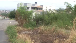 Moradores de Divin&oacute;polis reclamam de mato alto e entulhos em lotes vagos. Os mesmos alegam que j&aacute; procuraram a prefeitura por diversas vezes, mas que nada foi feito at&eacute; o momento.