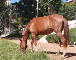 Cavalo é visto pastando na Praça do Santuário