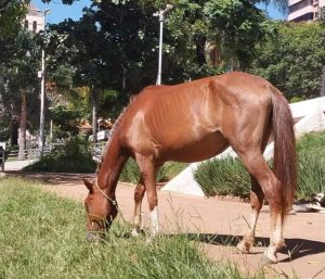 Cavalo &eacute; visto pastando na Pra&ccedil;a do Santu&aacute;rio