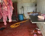 Operação desmantela abate ilegal de animais em Igaratinga