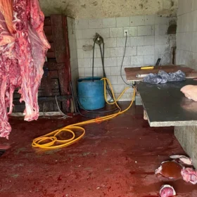 Operação desmantela abate ilegal de animais em Igaratinga