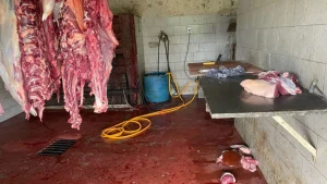 Operação desmantela abate ilegal de animais em Igaratinga