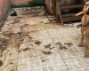 Cão maltratado pelo dono é resgatado em Divinópolis