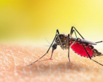 Divinópolis ultrapassa 12 mil casos de dengue