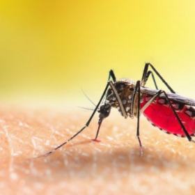 Divinópolis ultrapassa 12 mil casos de dengue