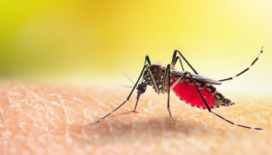 Divinópolis: mais uma morte por dengue é investigada