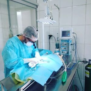 Castração em cães e gatos: o que você precisa saber?