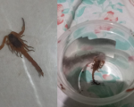Aparecimento de escorpiões preocupa moradores de Divinópolis