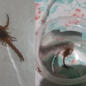 Aparecimento de escorpiões preocupa moradores de Divinópolis