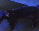 Formiga: Homem é preso por maus-tratos a animais