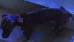 Formiga: Homem &eacute; preso por maus-tratos a animais